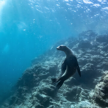 Underwater view of a seal swimming near a rocky ocean floor with sunlight above. La Paz, Baja California Sur, Mexico