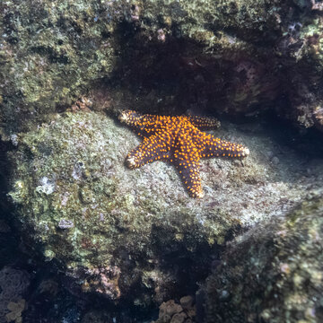 Bright orange starfish with spotted pattern on rocky ocean floor. La Paz, Baja California Sur, Mexico