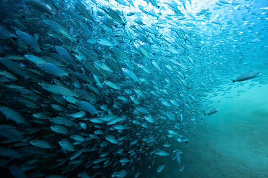 A large school of fish swimming in the ocean with light filtering through the water. La Paz, Baja California Sur, Mexico