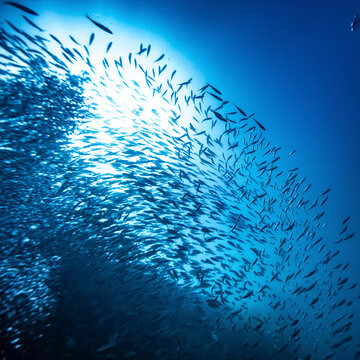 Swirling school of fish swimming under the deep blue sea with sunlight filtering through water. La Paz, Baja California Sur, Mexico