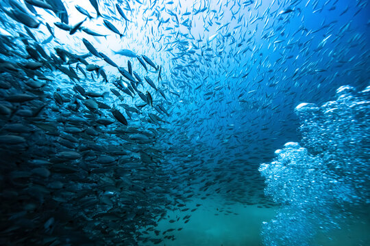 A vast school of fish swims underwater with bubbles rising against a deep blue backdrop. La Paz, Baja California Sur, Mexico