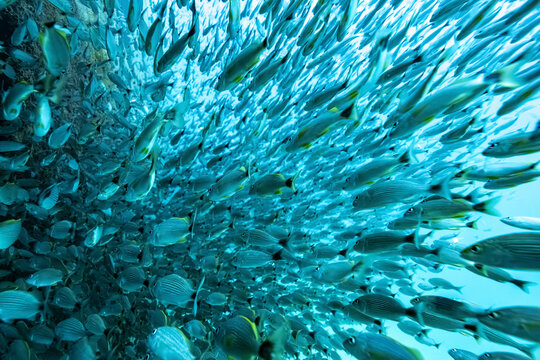 A swirling school of fish moves underwater in a dynamic and vibrant oceanic scene. La Paz, Baja California Sur, Mexico