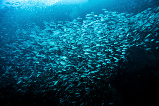 A large school of fish swimming underwater in a deep blue ocean scene. La Paz, Baja California Sur, Mexico