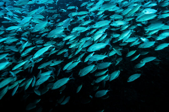 A large school of striped fish swims in clear blue water, creating a mesmerizing pattern.   La Paz, Baja California Sur, Mexico