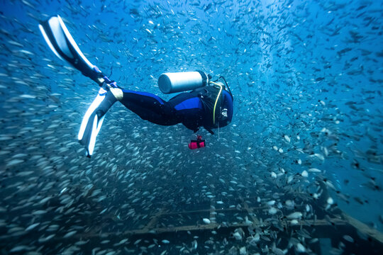 Scuba diver swimming underwater surrounded by a school of small fish in a vibrant blue sea. La Paz, Baja California, Mexico