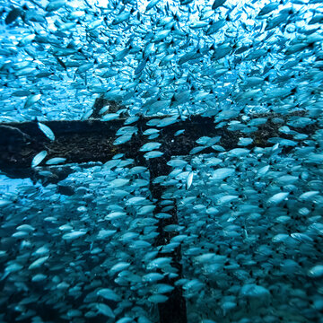 Dense school of fish swimming beneath the ocean surface near an underwater structure. La Paz, Baja California Sur, Mexico