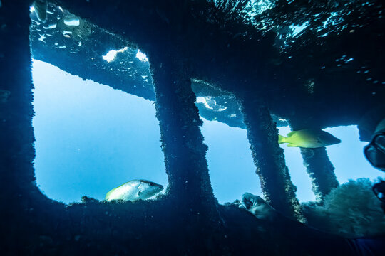 Silhouetted underwater diver near shipwreck with colorful fish swimming by. La Paz, Baja California Sur, Mexico
