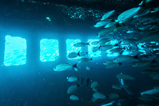 School of fish swimming inside a sunken ship illuminated by blue underwater light. La Paz, Baja California Sur, Mexico
