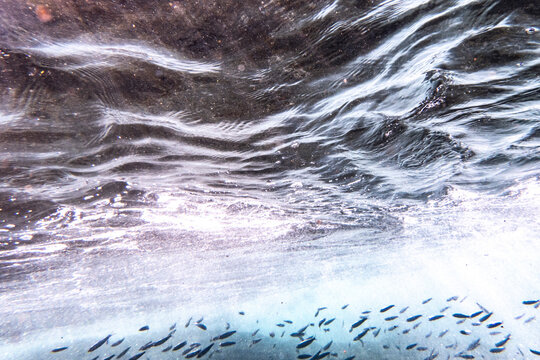 Underwater waves and school of fish create a dynamic marine scene with light refractions. San Jose del Cabo, Baja California Sur, Mexico