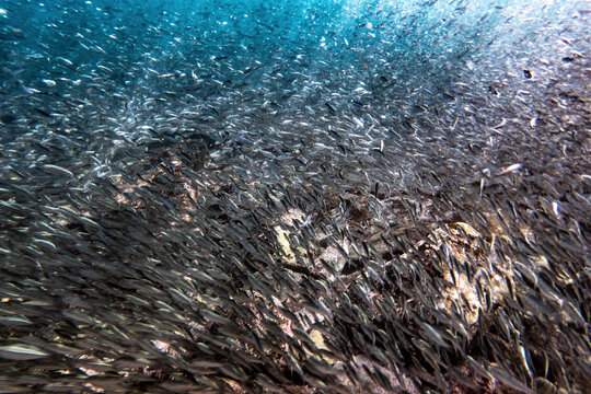 A vast school of fish swimming underwater, creating a mesmerizing swirling pattern. La Paz, Baja California Sur, Mexico