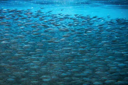 A large school of fish swimming in the clear blue ocean water. La Posa Beach, Baja California Sur, Mexico