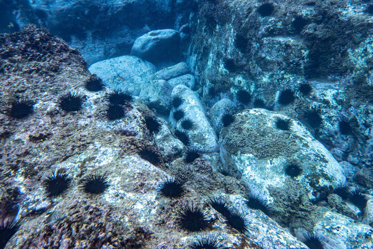 Underwater scene with rocks and many black sea urchins in clear blue water. La Posa Beach, Baja California Sur, Mexico