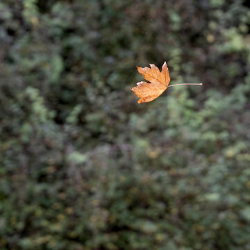 Single orange leaf falling against a blurred green and brown forest background. Mexico