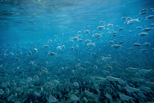 A vast school of fish swims underwater in a clear, blue ocean. La Paz, Baja California Sur, Mexico