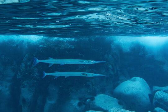 Two long, slender fish swim gracefully in clear blue underwater rocks. La Posa Beach, Baja California Sur, Mexico
