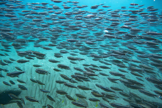 A large school of fish swimming underwater against a backdrop of clear blue ocean water. La Paz, Baja California Sur, Mexico