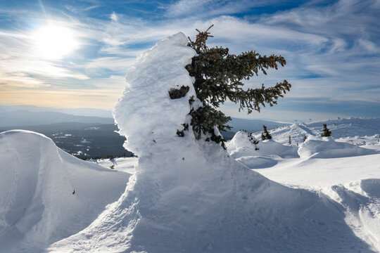 Snow-covered tree on a sunny winter landscape under a bright blue sky. Big White Mountain, British Columbia, Canada
