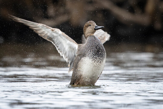 A duck flapping its wings on a calm lake, with droplets of water in the air. Anchorage, Alaska, USA