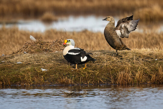 Two ducks by a lakeside on grass, one flapping wings, in a nature setting. Barrow, Alaska, USA