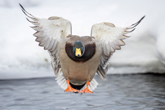 Mallard duck flying over icy water with wings spread wide and focused gaze. Anchorage, Alaska, USA