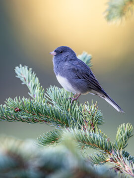 A small bird with blue-gray feathers perched on a pine branch against a soft background. Alaska, USA