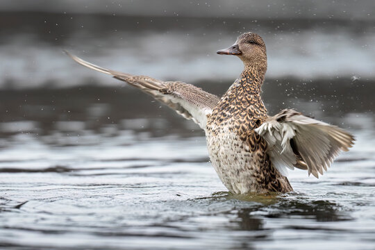 A duck flapping its wings in the water with droplets splashing around. Anchorage, Alaska, USA