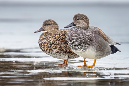 Two ducks standing on ice near water, with a blurred background. Anchorage, Alaska, USA