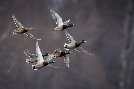 A flock of mallard ducks flying together over a blurred natural background. Anchorage, Alaska, USA