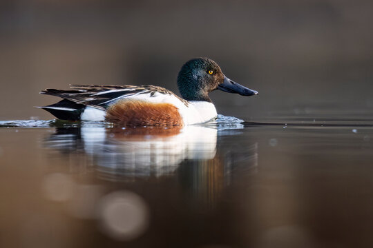 A northern shoveler duck glides elegantly on calm, reflective brownish water. Alaska, USA