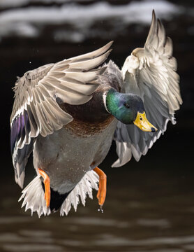 A mallard duck mid-flight with wings spread over a dark water background. Anchorage, Alaska, USA