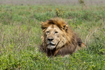 Porträt eines alten, liegenden Löwen im hohen Gras in Afrika © Tilo Grellmann