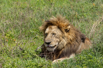 Porträt eines alten, liegenden Löwen im hohen Gras in Afrika © Tilo Grellmann