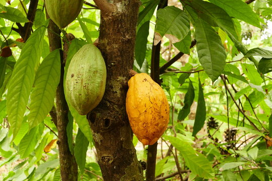Colorful cocoa beans hanging from the cocoa trees in Can Tho's oldest cocoa farm in south Vietnam near Mekong river.