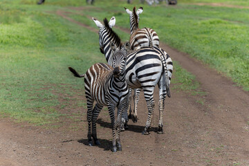 Zebras mit Fohlen im Ngorongoro Krater in Tansania © Tilo Grellmann