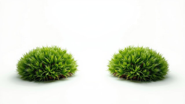 Green grass bush isolated on white background minimal style nature concept fresh vibrant landscaping clean peaceful simple design