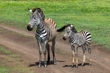 Zebra mit Fohlen im Ngorongoro Krater in Tansania © Tilo Grellmann