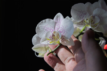 Fingers hold a white orchid flower with lilac speckles in directed sunlight. © Александр Ланевский