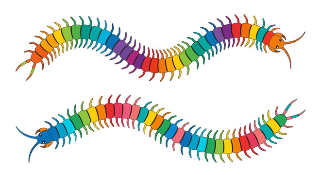 Colorful centipedes illustration with vibrant rainbow segments and detailed legs