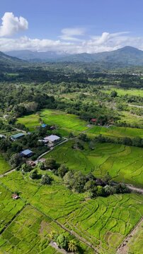 Aerial View of Paddy Field in Ranau, Sabah, Malaysia