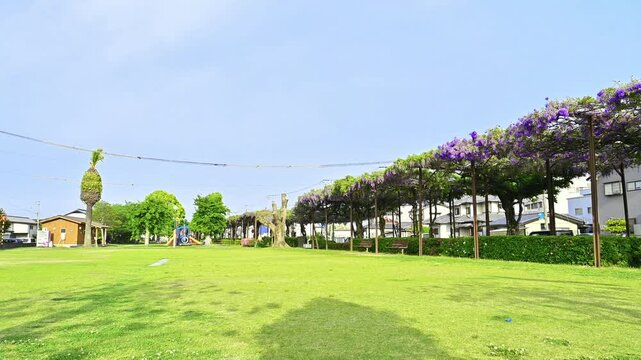 鉄道の歴史が育んだ、圧巻の藤の回廊。
「満開の藤が続く紫のトンネル。鉄道記念公園を彩る美しい藤の花房と青空のコントラスト」
福岡県八女市「八女福島のトンネル藤」
A breathtaking wisteria corridor nurtured by the history of the railway.