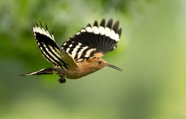 Eurasian hoopoe bird in early morning light ( Upupa epops )