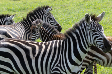 Zebras mit Fohlen im Ngorongoro Krater in Tansania © Tilo Grellmann