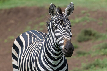 Porträt eines Zebras in Tansania, Afrika © Tilo Grellmann