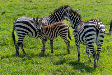 Zebras mit Fohlen im Ngorongoro Krater in Tansania © Tilo Grellmann