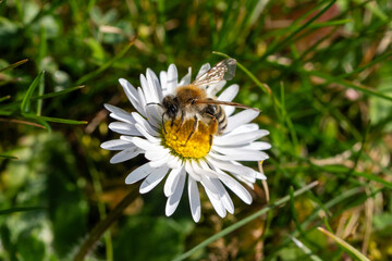 Species identification of the white-bellied Mining Bee (Andrena gravida) on a daisy flower (Bellis perennis) in march © Doris Steiner