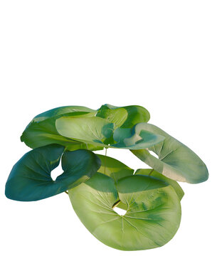 Ligularia tussilaginea Gigantea tree, elevation, front view, cutout, transparent background, isolate, Close-up of a vibrant green lotus flower with delicate petals, showcasing natural beauty.