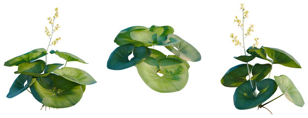 Ligularia tussilaginea Gigantea tree, elevation, front view, cutout, transparent background, isolate, Detailed Green Leaf Texture, Close-up Photography of Botanical Element, Natural Pattern, PNG