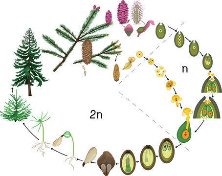Life cycle of spruce tree diagram. Reproduction of gymnosperms. Sporophyte and gametophyte phases