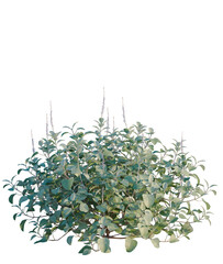 Obraz premium Plectranthus argentatus tree, elevation, front view, cutout, transparent background, isolate, Lush green plant with vibrant foliage and delicate purple flowers, perfect for nature themes.