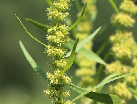 Rumex maritimus (bristle dock or golden dock) wild flowering plant